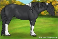 Horse Color:Black Tobiano Rabicano 