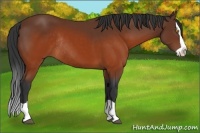 Horse Color:Brown Splash Rabicano