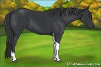 Horse Color:Black Tobiano Rabicano 