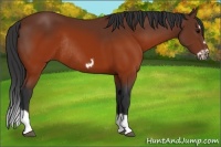 Horse Color:Brown Splash Frame Rabicano