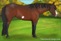 Horse Color:Brown Splash Frame Rabicano 