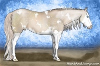 Horse Color:White Spotted Chocolate Palomino Pearl Splash 