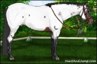 Horse Color:Brown Appaloosa 
