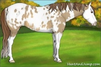 Horse Color:White Spotted Buckskin Dun Splash Appaloosa 