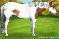 Horse Color:Bay Roan Splash Tobiano Frame Rabicano 