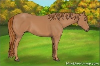 Horse Color:Chestnut Rabicano 