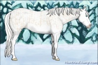 Horse Color:Cremello Splash and Cremello Splash Appaloosa