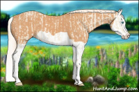 Horse Color:Cremello Splash  and Gray Cremello Splash 