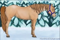 Horse Color:Bay Pearl 