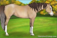 Horse Color:Amber Champagne Splash 