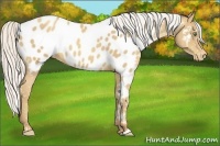 Horse Color:Silver Sable Cream Champagne Appaloosa 