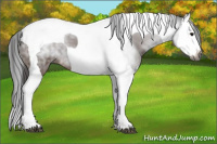 Horse Color:Gray Bay Splash Tobiano