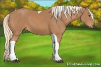 Horse Color:Chestnut Tobiano