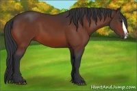 Horse Color:Bay Splash 
