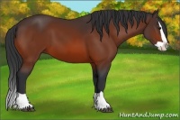 Horse Color:Bay Splash