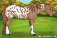 Horse Color:Chestnut Tobiano Appaloosa
