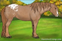 Horse Color:Chestnut Splash Appaloosa