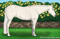 Horse Color:Cremello Splash  and Cremello Splash 