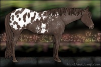 Horse Color:Liver Chestnut Sabino Appaloosa 