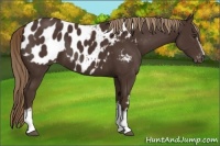 Horse Color:White Spotted Liver Chestnut Appaloosa 