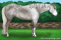 Horse Color:Gray Chestnut 