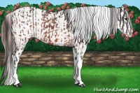 Horse Color:Bay Splash Tobiano Appaloosa and Bay Splash Tobiano Appaloosa Rabicano
