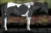 Horse Color:Black Tobiano 