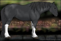 Horse Color:Black Tobiano 