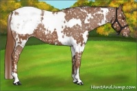 Horse Color:White Spotted Chestnut Appaloosa 