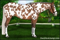 Horse Color:Silver Bay Sabino Splash Near Leopard 