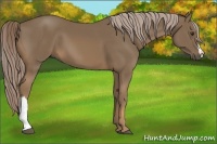 Horse Color:Chocolate Palomino