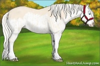 Horse Color:Cremello Splash  and Cremello Splash 