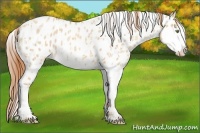 Horse Color:Gold Champagne Dun Appaloosa  and Gold Champagne Dun Splash Appaloosa 