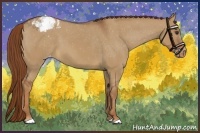 Horse Color:Red Dun Appaloosa 