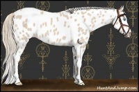 Horse Color:Smoky Creme Sabino Leopard 