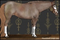 Horse Color:White Spotted Liver Chestnut Appaloosa 