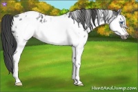 Horse Color:White Spotted Blue Roan Splash Frame Appaloosa 