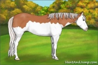 Horse Color:Silver Bay Splash 