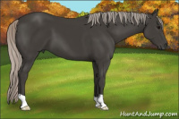 Horse Color:Gray Silver Black 