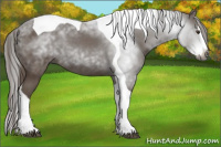 Horse Color:Gray Chestnut Splash Tobiano 