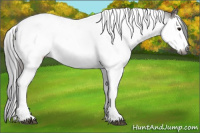 Horse Color:Gray Bay Splash Tobiano