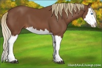 Horse Color:Chestnut Splash 