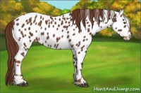 Horse Color:Chestnut Appaloosa