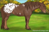 Horse Color:Chestnut Appaloosa 