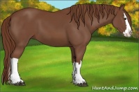 Horse Color:Chestnut Splash 