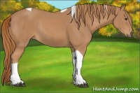 Horse Color:Chestnut Tobiano Rabicano