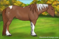 Horse Color:Chestnut Tobiano Rabicano