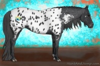 Horse Color:Black Appaloosa 