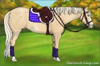 Horse Color:Gold Cream Champagne Splash 