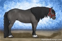 Horse Color:Black Rabicano